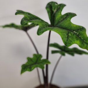 Alocasia Jacklyn