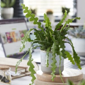 Epiphyllum anguliger - Fishbone Cactus