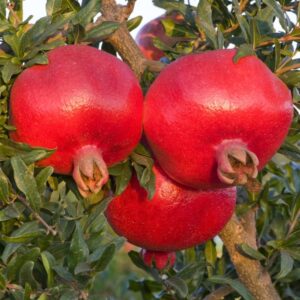 LARGE Hardy 1.6-1.8m Pomegranate Tree - Punica granatum 'Valencia' Specimen - Grow your own Juicy Superfruits!