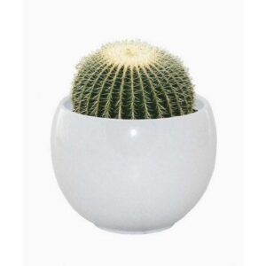SPECIAL DEAL - Cactus Grow Set - Golden barrel - Perfect Gift!