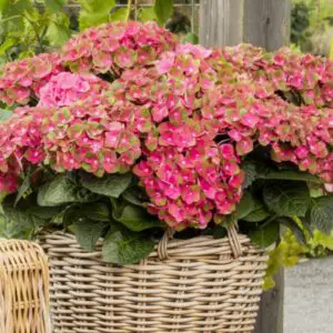 WINTER SALE - Hydrangea Rembrandt ROSSO GLORY