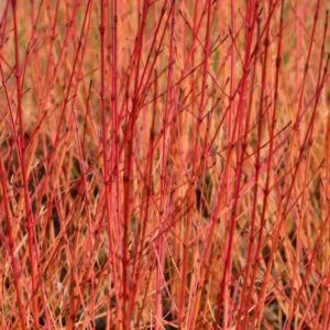 Cornus Sanguinea - Common Dogwood - Bare Root Hedging 40-60cm - Pack of 25