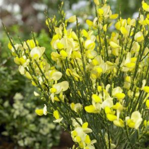 Cytisus Broom - Lemon Yellow