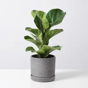 Ficus Lyrata Bambino - Fiddle Leaf Fig