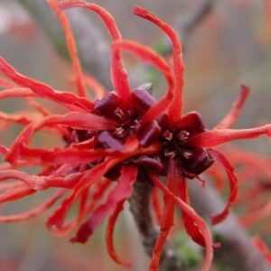 Hamamelis x intermedia 'Rubin' - Red Witch hazel