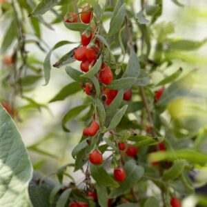 Lycium barbarum - Goji Berry Shrub