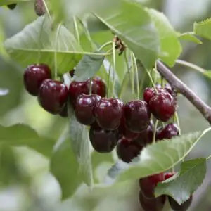 Patio Fruit Tree - Cherry - Prunus avium Regina