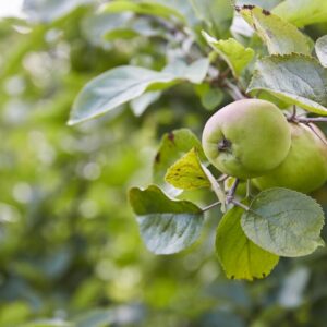 Patio Fruit Tree - Malus Bramley's Seedling - Apple Tree