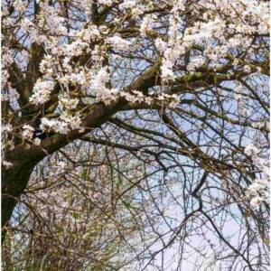 Prunus Cerasifera - Cherry Plum - Bare Root Hedging 60-80cm - Pack of 12