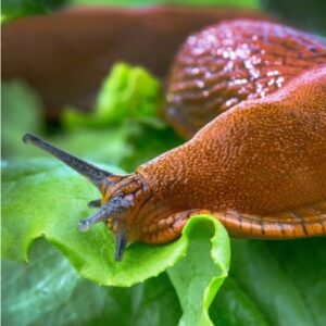 Slug nematodes 10 million