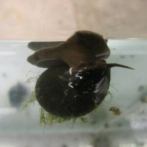 Trapdoor snails