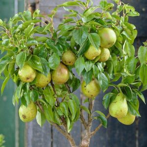 Bare Root Fruit Tree - Williams Pear