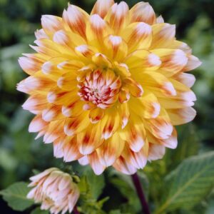 Dahlia Peaches and Cream