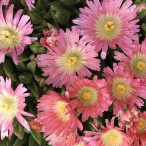 Delosperma sutherlandii "Peach Star"