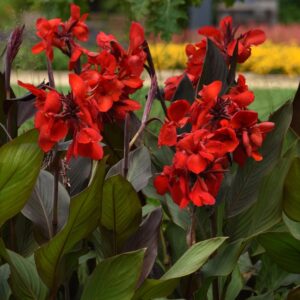 Dwarf Red Canna - Canna nova