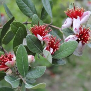 Feijoa Sellowiana - Pineapple Guava - Acca sellowiana