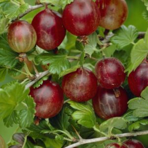 Gooseberry - Ribes Captivator