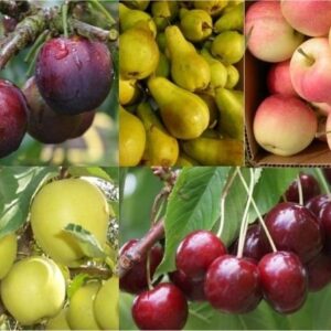 Grow Your Own Fruit Trees - FIVE Large circa 5ft Trees - Orchard Starter Bundle