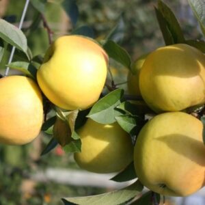 Patio Fruit Tree - Apple Reinette - Malus domestica