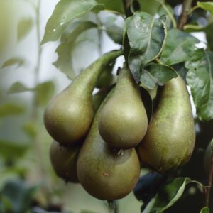 Pear - Pyrus Communis Conference - Patio Pillar Fruit Tree