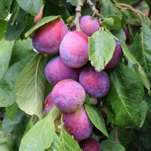 Plum - Prunus Reine Claude D'althan