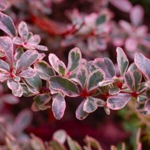 Pyracantha Sparkler - Variegated Evergreen Pyracantha