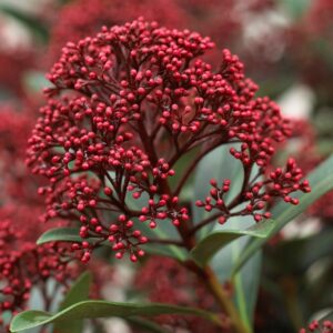 Skimmia japonica Rubesta-Rubella - XXL Specimen Plants