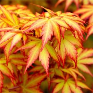 Acer palmatum Orange Dream