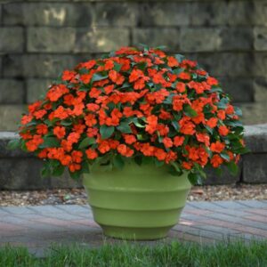 Busy Lizzie - Impatiens Beacon Orange