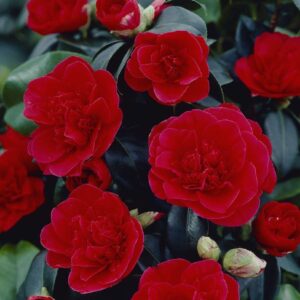 Camellia japonica Lady Campbell