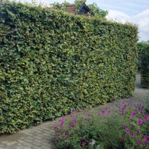 Carpinus Betulus - Hornbeam - Bare Root Hedging 60-80cm - Pack of 25