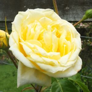 Climbing Rose Casino