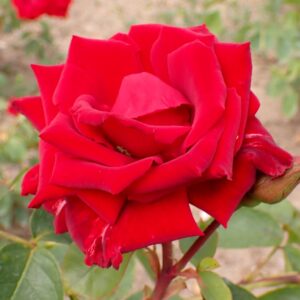 Climbing Rose Fontaine Red