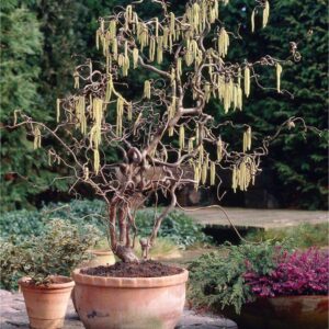 Corylus avellana Contorta - Large Corkscrew Hazel