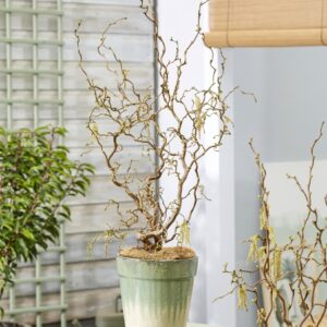 Corylus avellana contorta 'Medusa' - Special Corkscrew Hazel circa 100cm