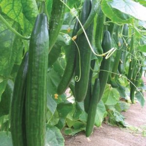 Cucumber F1 Saturn