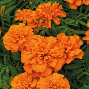 French Marigold - Super Hero Orange
