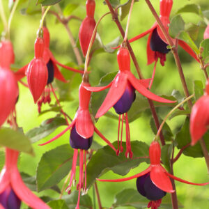 Fuchsia Mrs Popple