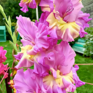 Gladioli Sunbelt - Pack of Five