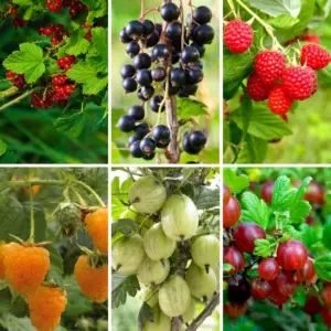 Grow Your Own - Summer Fruit Pudding Collection - SIX Fantastic Bare Root Plants