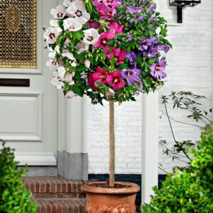 Large circa 5-6ft Tricolour Hibiscus Tree - Three Colours on One Tree!
