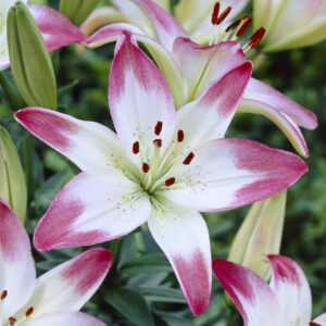 Lilium Lollypop - Pack of Two