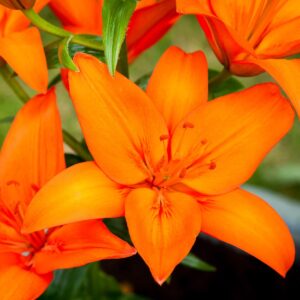 Lilium asiatic Orange - Pack of Five Bare Root Plants