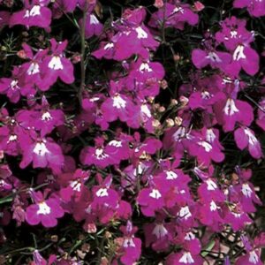 Lobelia Trailing Fountain Rose