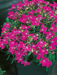 Lobelia Upright Rosamund - Riviera Red