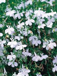Lobelia White