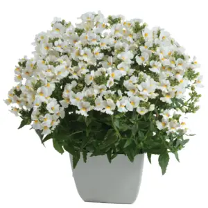 Nemesia Snow Angel