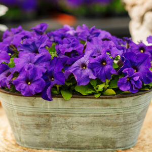 Petunia Blue