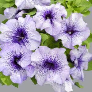 Petunia - Blue Vein