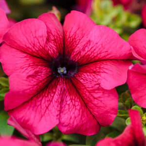 Petunia Burgundy